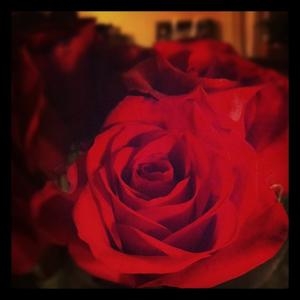 Valetine Roses